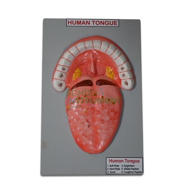 Human Model - Tongue, on Base