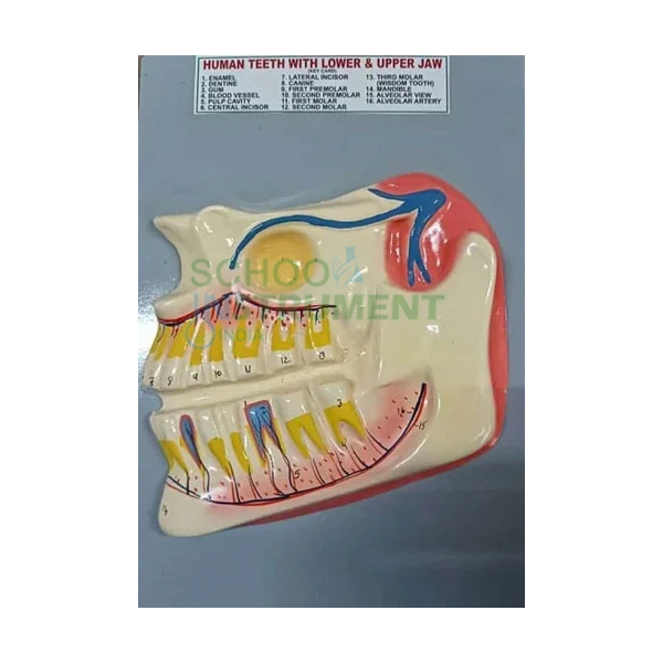 Human Teeth Model, Upper and Lower Jaw