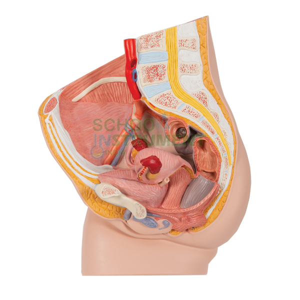 Human Pelvis, 2 Parts, Female