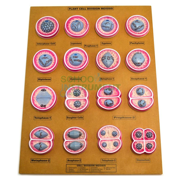 Model, Plant Meiosis