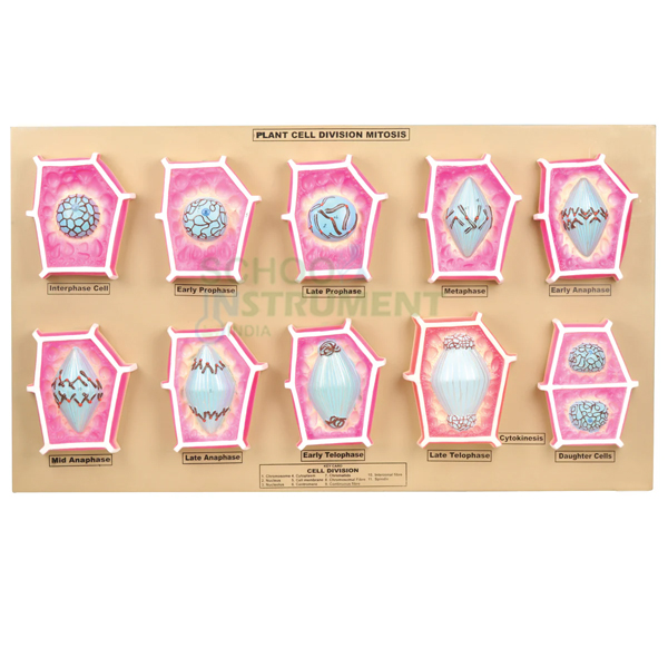 Model, Plant Mitosis
