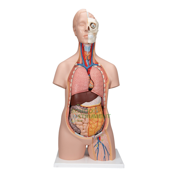 Human Torso Model, Mini 2