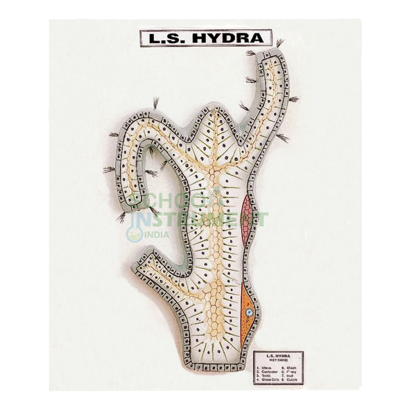 L.S. Hydra Model