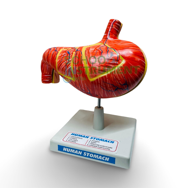 Human Stomach, on Stand