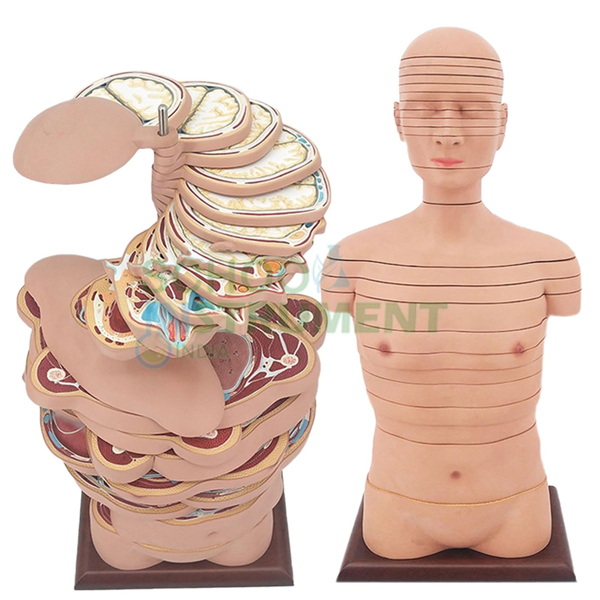 Human Torso, Horizontal Shears