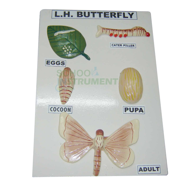 Model, Life History of Butterfly