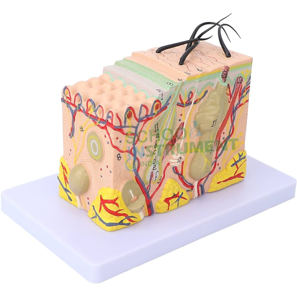 Human Skin Model, on Stand, 3D