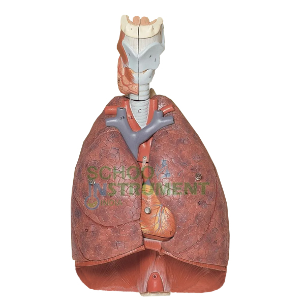 Human Thoracic Organs Model