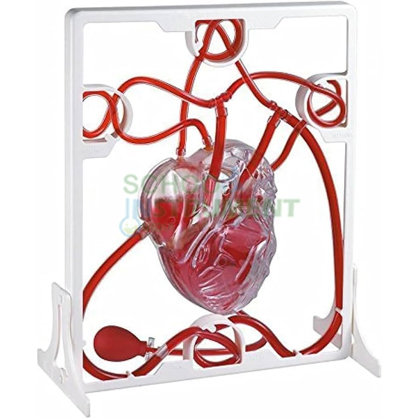 Human Heart, Pumping