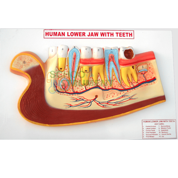 Human Teeth Model, Lower Jaw