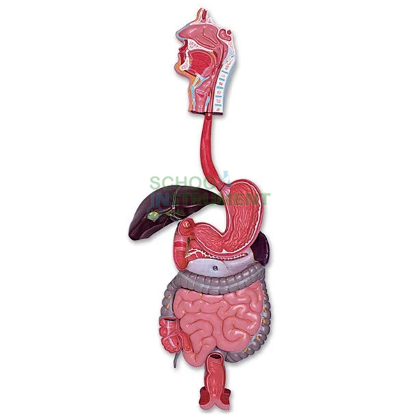 Human Digestive System, 3 Parts