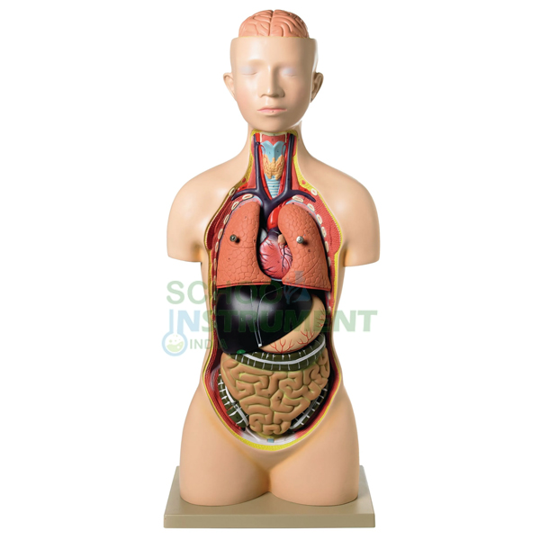 Human Torso, Economy, 10 parts