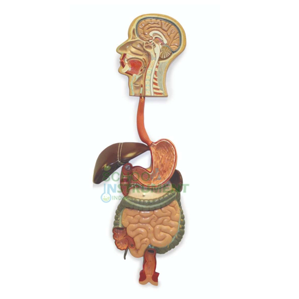 Human Digestive System
