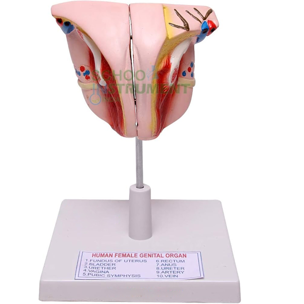 Human Female Genital Organs