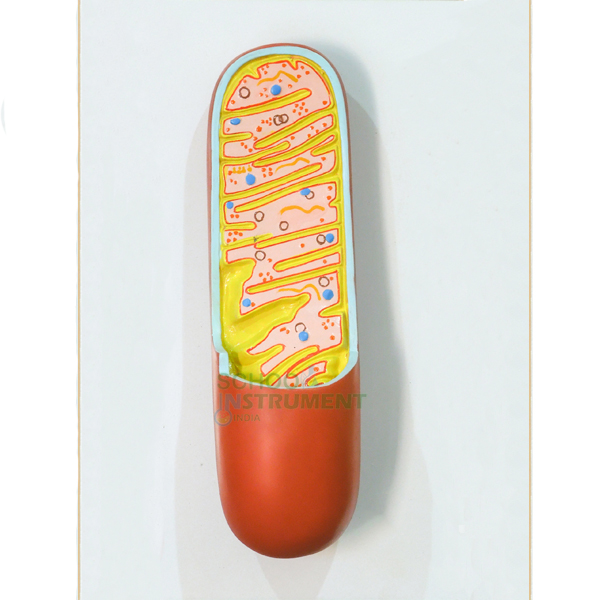 Model, Mitochondria, 3D
