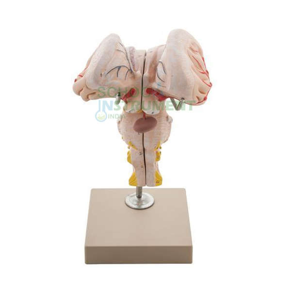 Human Brain Stem