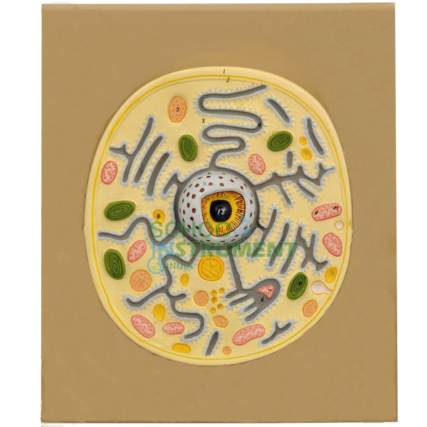 Animal Cell Model