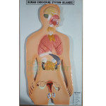 Human Model - Endocrine Gland, Small